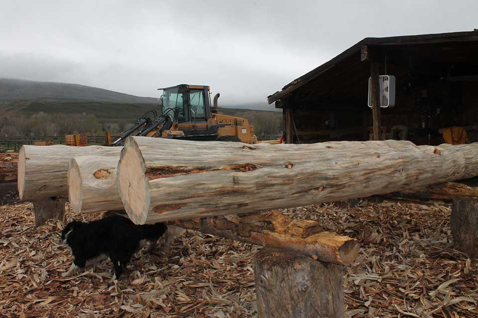 Logs & Poles